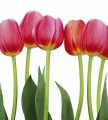Fototapeta na flizelinie MS-3-0126 BED OF TULIPS