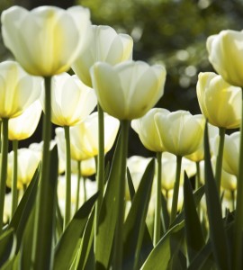 Fototapeta na flizelinie MS-3-0127 WHITE TULIPS
