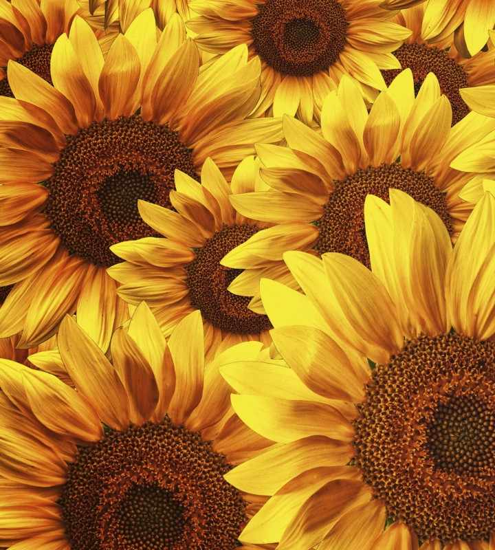 Fototapeta na flizelinie MS-3-0129 HELIANTHUS