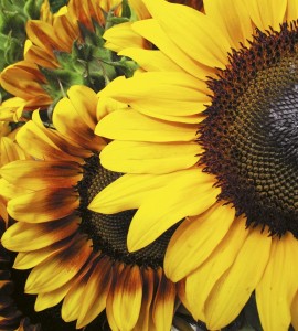 Fototapeta na flizelinie MS-3-0130 SUNFLOWERS