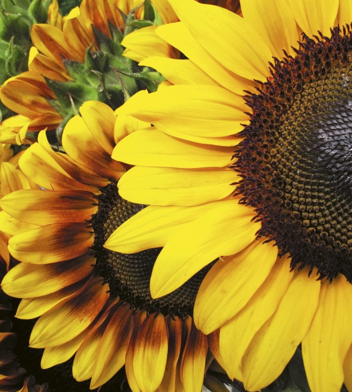 Fototapeta na flizelinie MS-3-0130 SUNFLOWERS