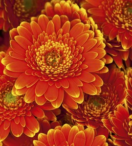 Fototapeta na flizelinie MS-3-0131 GERBERA