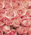 Fototapeta na flizelinie MS-3-0133 ROSES