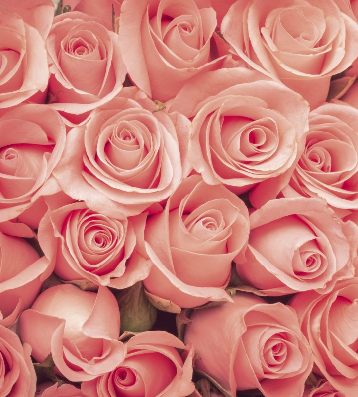 Fototapeta na flizelinie MS-3-0133 ROSES