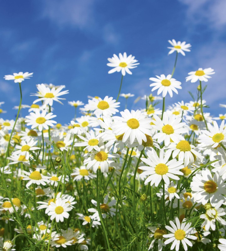 Fototapeta na flizelinie MS-3-0135 DAISIES