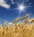 Fototapeta na flizelinie MS-3-0136 WHEAT FIELD