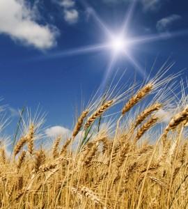 Fototapeta na flizelinie MS-3-0136 WHEAT FIELD