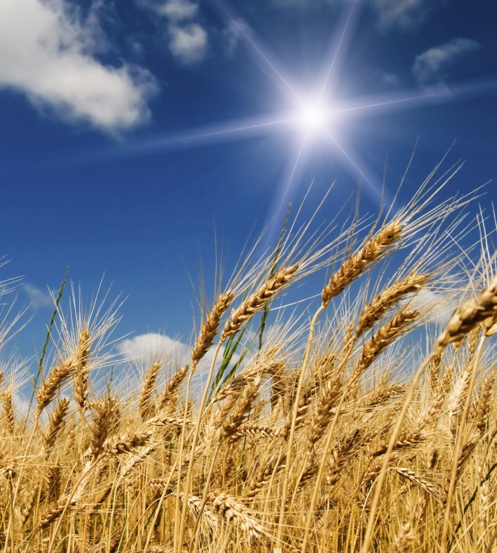 Fototapeta na flizelinie MS-3-0136 WHEAT FIELD