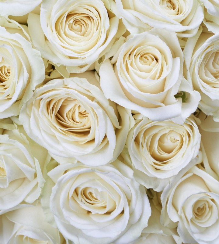 Fototapeta na flizelinie MS-3-0137 WHITE ROSES
