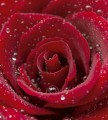 Fototapeta na flizelinie MS-3-0138 RED ROSE