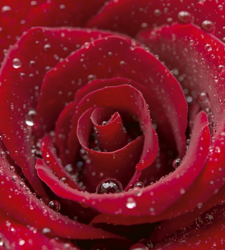 Fototapeta na flizelinie MS-3-0138 RED ROSE