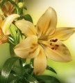 Fototapeta na flizelinie MS-3-0139 LILY
