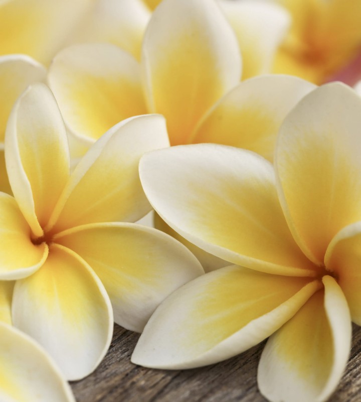 Fototapeta na flizelinie MS-3-0140 PLUMERIA