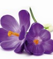 Fototapeta na flizelinie MS-3-0144 CROCUS