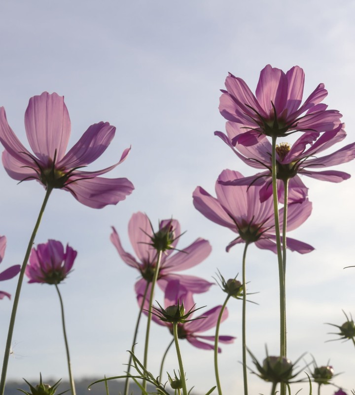 Fototapeta na flizelinie MS-3-0145 COSMOS FLOWERS
