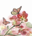 Fototapeta na flizelinie MS-3-0146 ORCHIDS AND BUTTERFLY