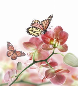 Fototapeta na flizelinie MS-3-0146 ORCHIDS AND BUTTERFLY