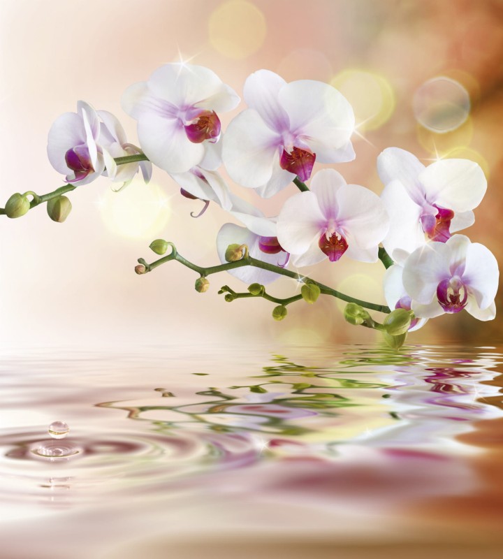 Fototapeta na flizelinie MS-3-0147 WHITE ORCHID