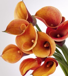 Fototapeta na flizelinie MS-3-0152 CALLA