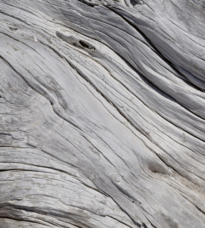 Fototapeta na flizelinie MS-3-0160 TREE TEXTURE