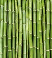 Fototapeta na flizelinie MS-3-0165 BAMBOO