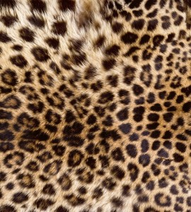 Fototapeta na flizelinie MS-3-0184 LEOPARD SKIN