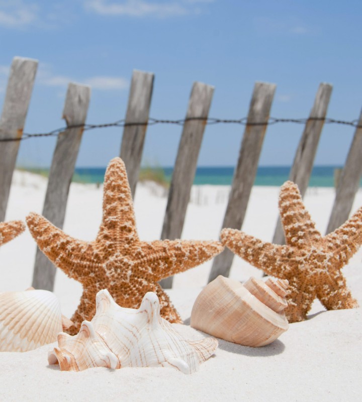Fototapeta na flizelinie MS-3-0206 STARFISH