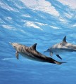 Fototapeta na flizelinie MS-3-0218 DOLPHINS