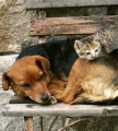 Fototapeta na flizelinie MS-3-0221 CAT AND DOG