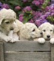 Fototapeta na flizelinie MS-3-0224 LABRADOR PUPPIES