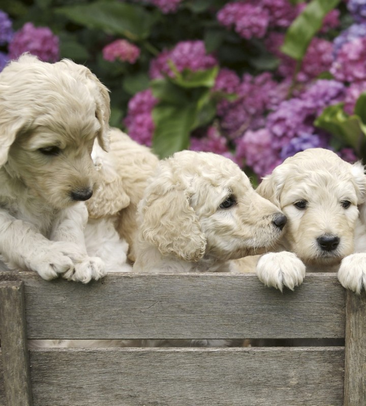 Fototapeta na flizelinie MS-3-0224 LABRADOR PUPPIES