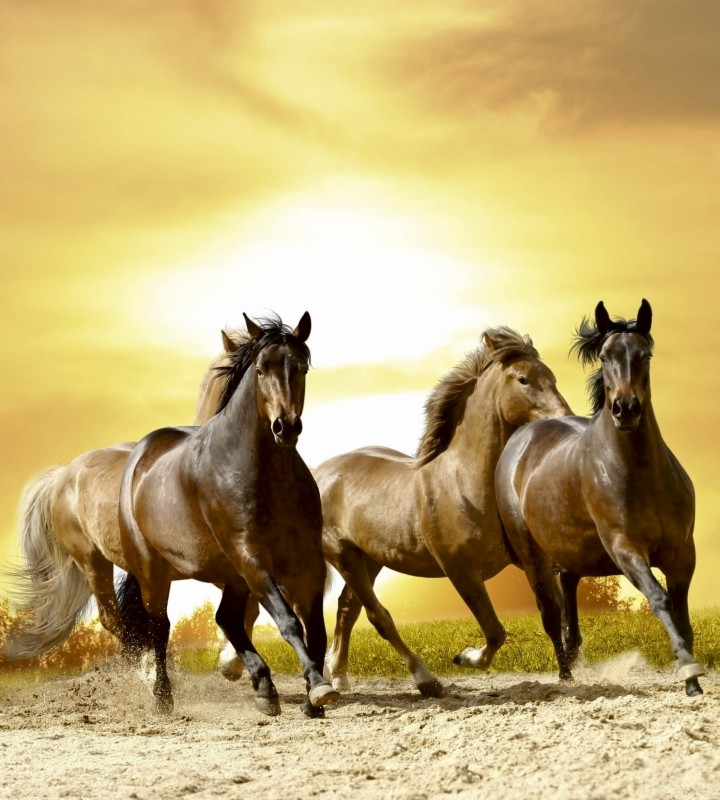 Fototapeta na flizelinie MS-3-0227 HORSES IN SUNSET