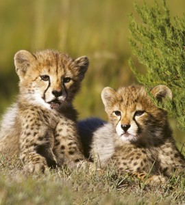 Fototapeta na flizelinie MS-3-0229 CHEETAH