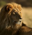Fototapeta na flizelinie MS-3-0231 LION