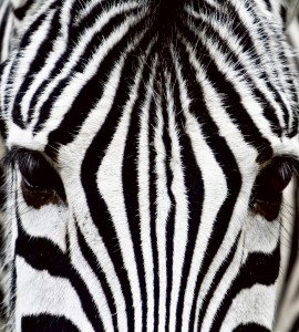 Fototapeta na flizelinie MS-3-0234 ZEBRA