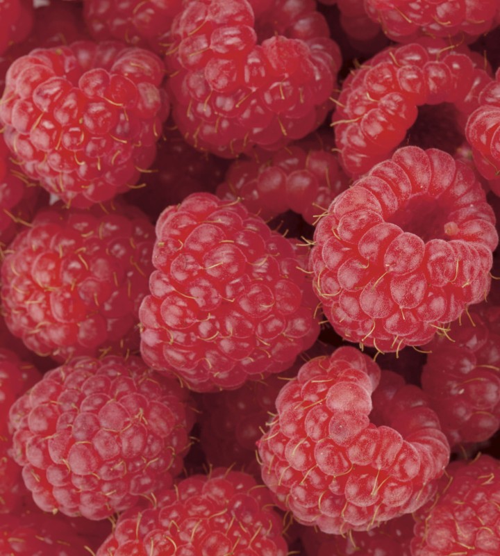 Fototapeta na flizelinie MS-3-0242 RASPBERRY