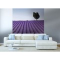 Fototapeta na flizelinie MS-3-0088 LAVENDER FIELD