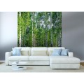Fototapeta na flizelinie MS-3-0100 BIRCH GROW