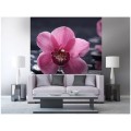 Fototapeta na flizelinie MS-3-0120 ORCHID