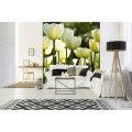 Fototapeta na flizelinie MS-3-0127 WHITE TULIPS
