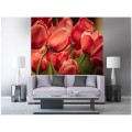 Fototapeta na flizelinie MS-3-0128 RED TULIPS