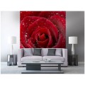 Fototapeta na flizelinie MS-3-0138 RED ROSE