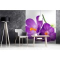 Fototapeta na flizelinie MS-3-0144 CROCUS