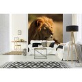Fototapeta na flizelinie MS-3-0231 LION