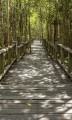 Fototapeta na flizelinie MS-2-0059 MANGROVE FOREST
