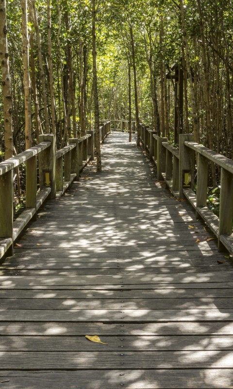 Fototapeta na flizelinie MS-2-0059 MANGROVE FOREST