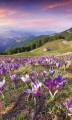 Fototapeta na flizelinie MS-2-0064 CROCUSES AT SPRING