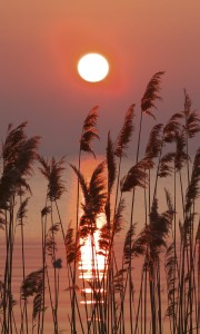 Fototapeta na flizelinie MS-2-0089 REED ON THE LAKE