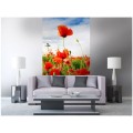 Fototapeta na flizelinie MS-2-0090 RED POPPIES