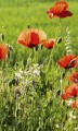Fototapeta na flizelinie MS-2-0092 POPPY FIELD